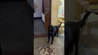 Jimmy ne mujhse baat ki😳🤯 pet petlover dog doglover minivlog bridal trending [upl. by Maurili794]