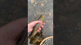 A pair of lovely browntrout on a tiny BWO Fall flyfishing 😍 trout FarmingtonRiver fishing [upl. by Juback]