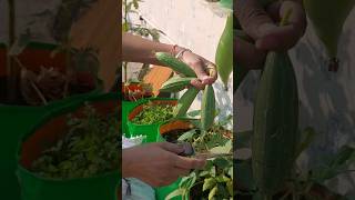 Vegetable garden on terrace 🏡🌶🫑🥒🌿  organic garden terracegarden gardening plants [upl. by Anomas]