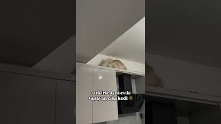 Ev tam bir tımarhane 🥲 cat kedisesi catvideos kedi 🎥instamiyav [upl. by Ynaoj]