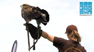 GREIFVOGELVORFÜHRUNG MOBILE FALKNEREI KOLITSCH ADLER BUSSARD EULE SEGELFLUGMESSE SCHWABMÜNCHEN [upl. by Ronen]