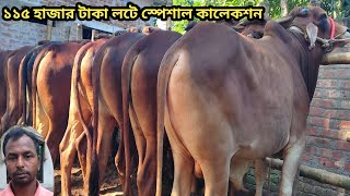 ধামাকা অফার ১১৫ হাজার টাকা লটে ১০০ শাহিওয়াল ষাড় ।।special cow।।২১১১২০২৪ [upl. by Attiuqaj]