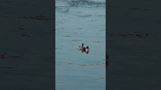 Lovely Blacknecked Grebe couple naturelovers birdwatching nature birding [upl. by Airet]