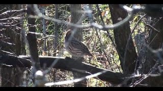 Roeslein Farms  Quail Habitat Restoration [upl. by Bronson]