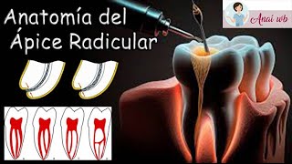 ENDODONCIA  Anatomía del Ápice Radicular [upl. by Tate]