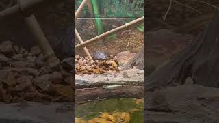 Turtles STL Zoo zoo stlzoo reptiles turtles boxturtle snakes zoology [upl. by Kcirdaed121]