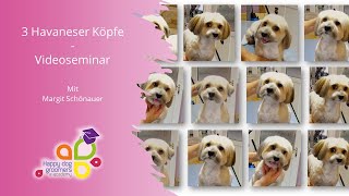 3 Havaneser Köpfe  Videoseminar [upl. by Atnom]