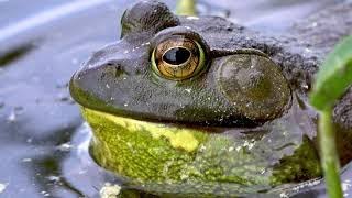 Gigantic bullfrog bellows out a loud croak in the lillypads [upl. by Ogilvy]