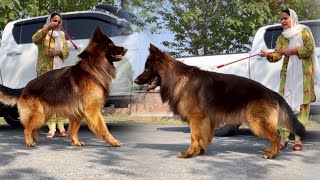 The World Biggest German Shepherd Dog In Punjab Biggest Dog Cute Dog Puppy Hsn Entertainment [upl. by Yenial]