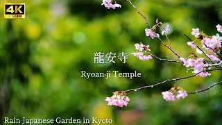 【 Ryoanji Temple 】🇯🇵☔️Rain Japanese Garden in Kyoto The sound of rain [upl. by Katherina]