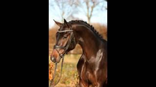 wwwdressurstallsandbrinkde 2014 SENSATION licensed stallion Dressage [upl. by Penelopa704]