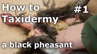 How to Taxidermy a Black Pheasant 1  Skinning Fleshing Tanning [upl. by Ardnaek]