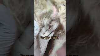 Heat Symptoms in Dogs  Canine  Proestrous Bleeding  Vulval Swelling  veterinary youtubeshorts [upl. by Schaffer566]