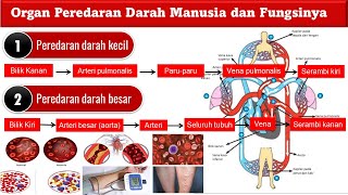 SISTEM PEREDARAN DARAH MANUSIA [upl. by Seiter831]