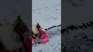 SnowLoving Dog Goes Sledding in Wisconsin Backyard shorts [upl. by Gnuj]