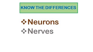 Nervous System Neurons and Nerves [upl. by Donal]