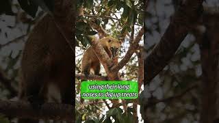 Meet the Adorable Coatis  Coatimundi 🐾🌿 [upl. by Ettennahs]