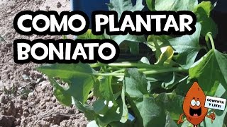 Como Plantar Boniato o Batata  La Huerta de Ivan [upl. by Macpherson600]