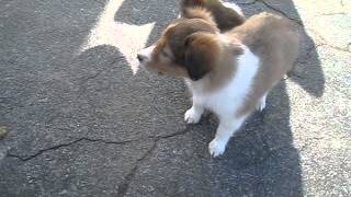 Sheltie puppies for sale [upl. by Aihsenal]