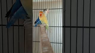 Parblue Pastelino X Blue fisher split ino possible b2 birds lovebirds parrot shorts [upl. by Warden99]