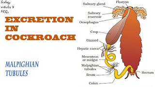 Excretion in Cockroach  Malpighian tubules BIOLOGY ARTICES AND MCQS [upl. by Nylaehs]