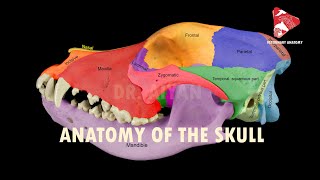 anatomy of the canine skull [upl. by Ynaffad]