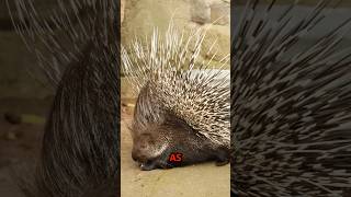 The Truth About Porcupine Quills shorts [upl. by Ancier]