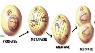 Mitosis [upl. by Aivatan191]