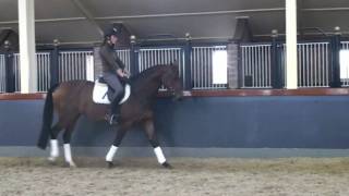 Sporthorse  Dressage horse for sale Dancing Queen [upl. by Dirtsa]