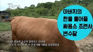 아버지의 한을 풀어줄 싸움소 조련사 변수달 휴먼다큐 카운트 다운 [upl. by Elpmid325]