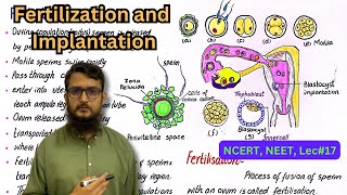 fertilization and implantation  NEET  NCERT  class 12 [upl. by Anchie859]