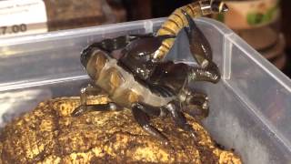 Scorpion Feeding Video 10 [upl. by Carilla852]