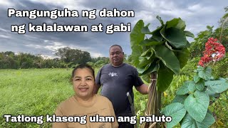 Tatlong klase ng ulam ang paluto  Pangunguha ng dahon ng kalalawan at gabi [upl. by Busey]