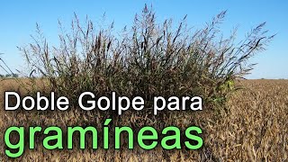 quotDoble Golpe para gramíneasquot Técnica para controlar malezas de hoja fina [upl. by Atima]