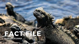 Facts about the Marine Iguana [upl. by Lenny274]