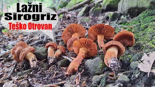 Lažni Sirogriz  Ljudi se Otrovali  Cortinarius orellanus [upl. by Trebbor934]