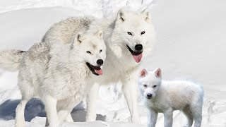 Arctic Wolf The True Emblem of the Frozen Tundra [upl. by Alegnave41]