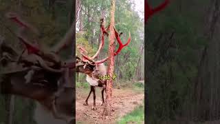 How longhorned deer relieve itching Xiaoluge Wild animals up close Confusing animal behavior Am [upl. by Naashar299]