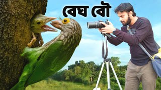 Lineated Barbet Bird  দাগি বসন্তবৌরি  বেঘবৌ পাখি  Documentary wildindiamit [upl. by Ehcrop]