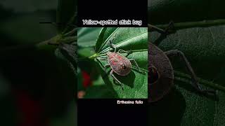 Yellowspotted stink bug in its native range nature bugs insects king [upl. by Oiluj]