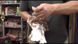 How to comb the frillback pigeon [upl. by Ecneps446]