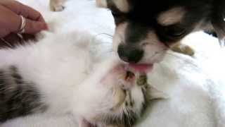 Chihuahua puppy loves his kitten [upl. by Arun]