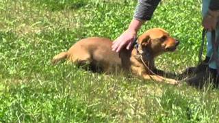 Boomer DachshundStaffie Mix [upl. by Idner]