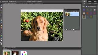 Photoshop Elements Move Tool [upl. by Benny]