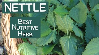 Stinging Nettle A Nutritive Herb and Energizing Tea [upl. by Notfilc]