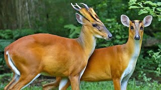 Barking Deer Mating Ritual peekintonature peekintominds wildlife deermating barkingdeer [upl. by Roee5]