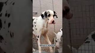 Harlequin Great Dane Puppy Sale Mumbai Maharashtra trending trendingshorts shortfeed dog [upl. by Lisabeth]