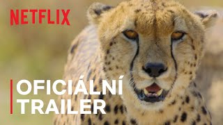 Divoká zvířata  Oficiální trailer  Netflix [upl. by Hull197]