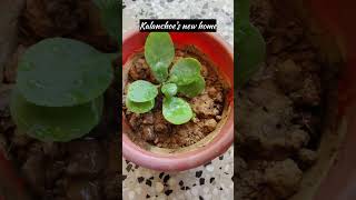 Kalanchoes plant gets a new place kalanchoeplant shorts grow viralshortvideo flowers gardning [upl. by Abbye673]