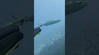 Large Atlantic Bonito fishing fish underwater spearfishing diving pesca [upl. by Ariel]